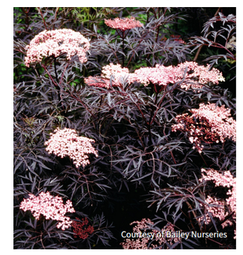 Sambucus r. Black LaceÂ® shrub flowers, photo Courtesy of Bailey Nurseries